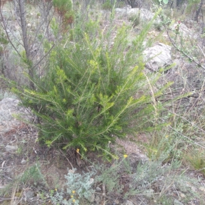 Grevillea sp. (Grevillea) at Cooma North Ridge Reserve - 1 Apr 2022 by mahargiani