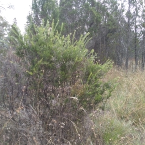 Grevillea sp. at Cooma, NSW - 1 Apr 2022