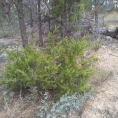 Grevillea sp. at Cooma, NSW - 1 Apr 2022