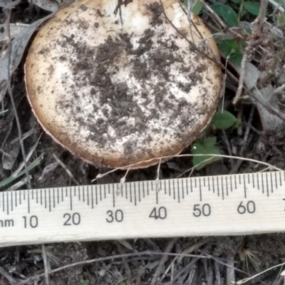 Amanita sp. (Amanita sp.) at Cooma North Ridge Reserve - 1 Apr 2022 by mahargiani