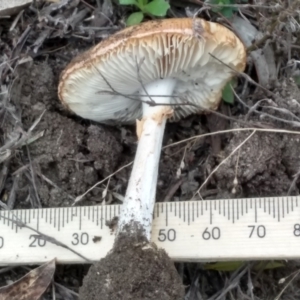 Amanita sp. at Cooma, NSW - 1 Apr 2022