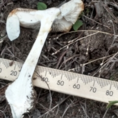 Amanita sp. at Cooma, NSW - 1 Apr 2022