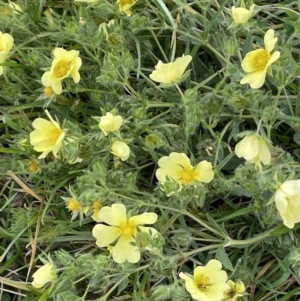 Potentilla recta at Rendezvous Creek, ACT - 4 Apr 2022