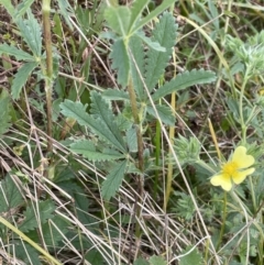 Potentilla recta at Rendezvous Creek, ACT - 4 Apr 2022 12:31 PM