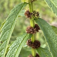 Lycopus australis (Native Gipsywort, Australian Gipsywort) at Rendezvous Creek, ACT - 4 Apr 2022 by JaneR