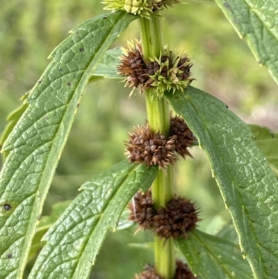 Lycopus australis (Native Gipsywort, Australian Gipsywort) at Rendezvous Creek, ACT - 4 Apr 2022 by JaneR