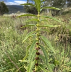 Lycopus australis at Rendezvous Creek, ACT - 4 Apr 2022