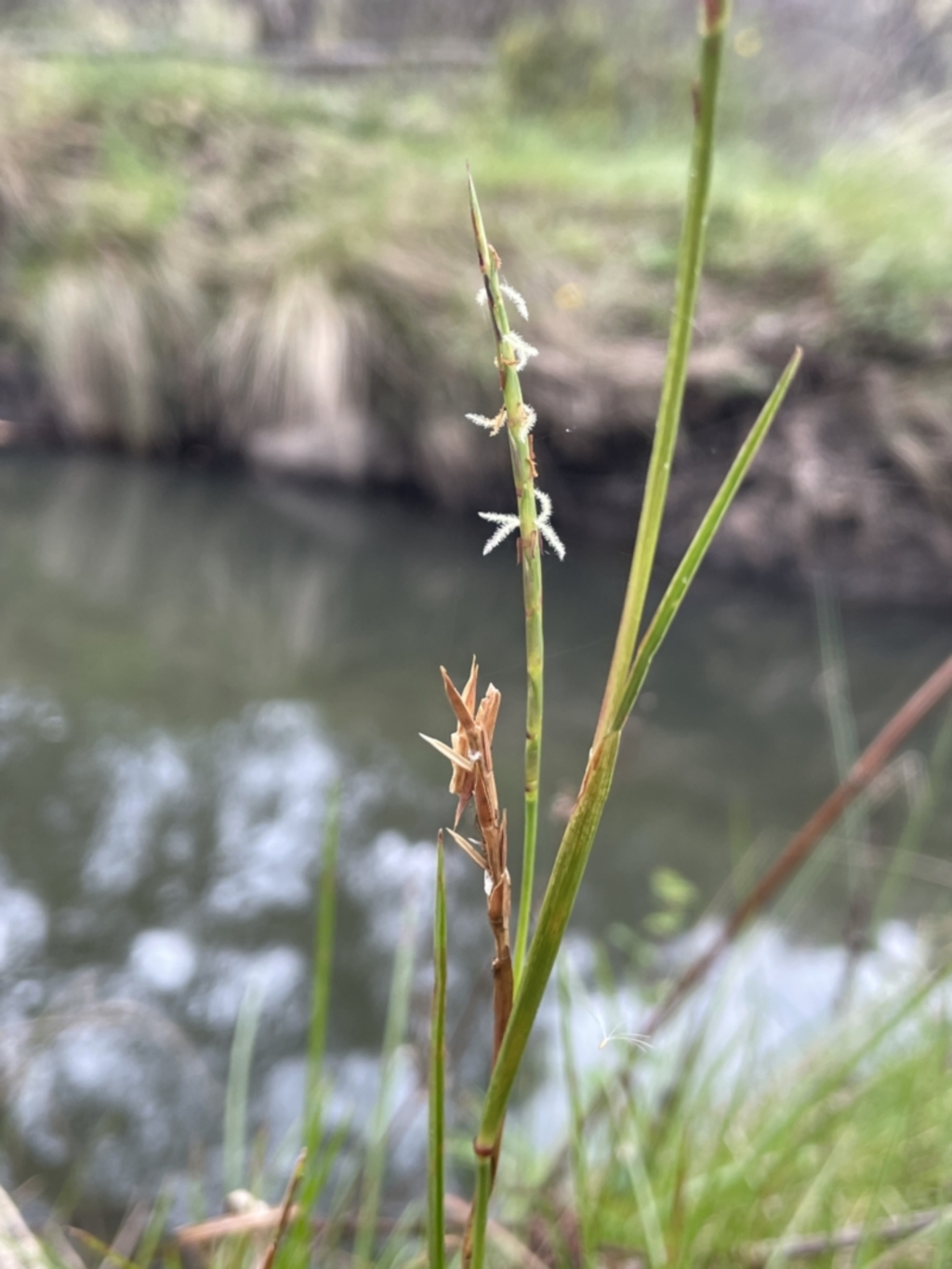 Hemarthria uncinata at Rendezvous Creek, ACT - 4 Apr 2022