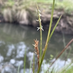 Hemarthria uncinata (Matgrass) at Rendezvous Creek, ACT - 4 Apr 2022 by JaneR