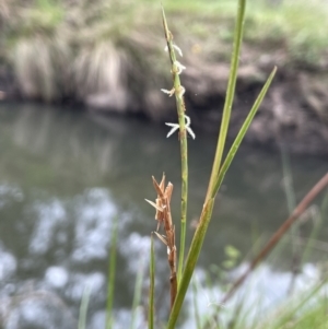 Hemarthria uncinata at Rendezvous Creek, ACT - 4 Apr 2022
