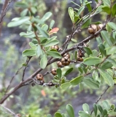 Leptospermum obovatum (River Tea Tree) at Lower Cotter Catchment - 3 Apr 2022 by JaneR