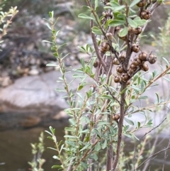 Leptospermum obovatum at Coree, ACT - 3 Apr 2022