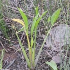 Sagittaria platyphylla (Sagittaria) at Molonglo, ACT - 22 Mar 2022 by MichaelBedingfield