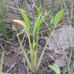 Sagittaria platyphylla (Sagittaria) at Coombs Ponds - 22 Mar 2022 by michaelb
