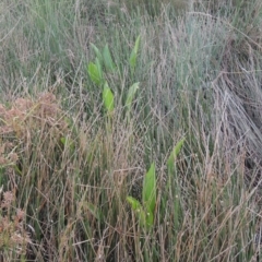 Sagittaria platyphylla at Molonglo, ACT - 22 Mar 2022