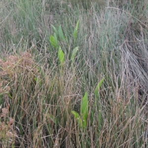 Sagittaria platyphylla at Molonglo, ACT - 22 Mar 2022