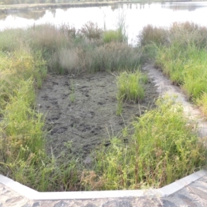 Sagittaria platyphylla at Molonglo, ACT - 22 Mar 2022