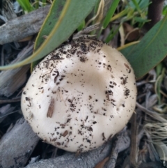 Unidentified Cap on a stem; gills below cap [mushrooms or mushroom-like] (TBC) at Lyneham, ACT - 24 Mar 2017 by SamC_ 