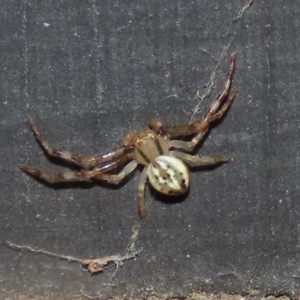 Australomisidia sp. (genus) at Fyshwick, ACT - 4 Apr 2022