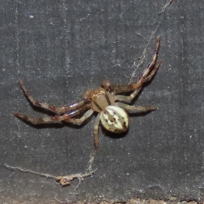Australomisidia sp. (genus) (Flower spider) at Fyshwick, ACT - 4 Apr 2022 by RodDeb
