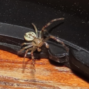 Australomisidia sp. (genus) at Fyshwick, ACT - 4 Apr 2022