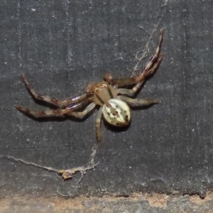 Australomisidia sp. (genus) at Fyshwick, ACT - 4 Apr 2022