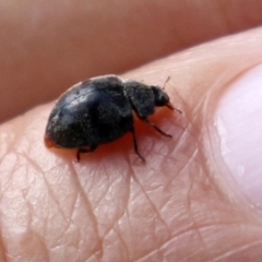 Coccinellidae (family) (Unidentified lady beetle) at Jerrabomberra Wetlands - 4 Apr 2022 by RodDeb