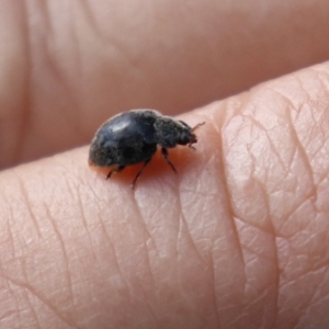 Coccinellidae (family) at Fyshwick, ACT - 4 Apr 2022