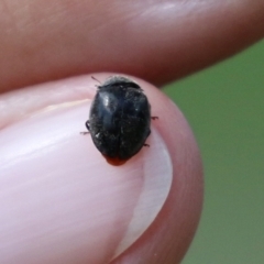 Coccinellidae (family) at Fyshwick, ACT - 4 Apr 2022 12:29 PM