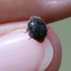 Coccinellidae (family) at Fyshwick, ACT - 4 Apr 2022
