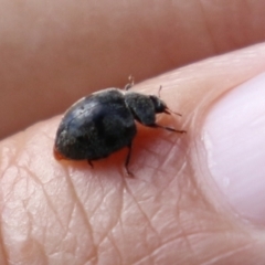 Coccinellidae (family) at Fyshwick, ACT - 4 Apr 2022