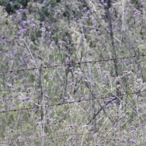 Pyrrholaemus sagittatus at Canyonleigh, NSW - 3 Apr 2022 10:08 AM