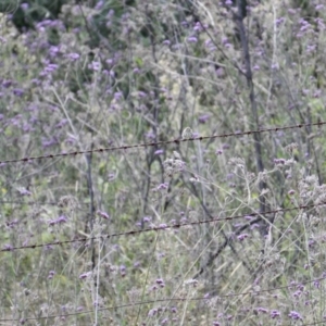 Pyrrholaemus sagittatus at Canyonleigh, NSW - 3 Apr 2022