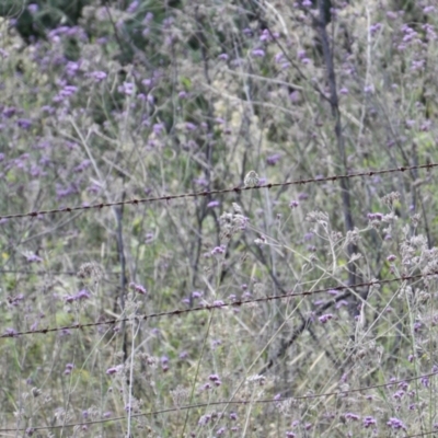 Pyrrholaemus sagittatus (Speckled Warbler) at Wingecarribee Local Government Area - 3 Apr 2022 by richardfeetham