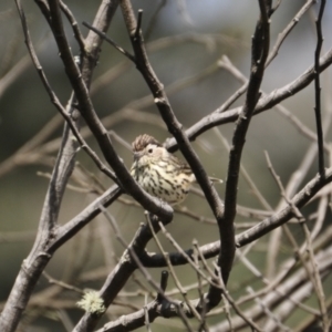 Pyrrholaemus sagittatus at Canyonleigh, NSW - 3 Apr 2022 10:08 AM