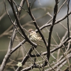 Pyrrholaemus sagittatus at Canyonleigh, NSW - 3 Apr 2022