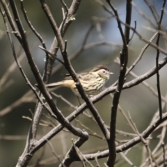 Pyrrholaemus sagittatus at Canyonleigh, NSW - 3 Apr 2022