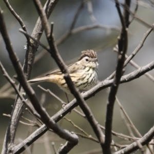 Pyrrholaemus sagittatus at Canyonleigh, NSW - 3 Apr 2022