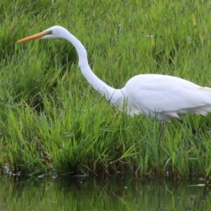 Ardea alba at Fyshwick, ACT - 4 Apr 2022 11:32 AM