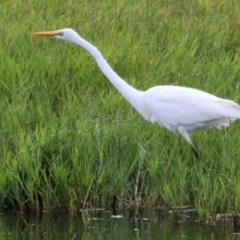 Ardea alba at Fyshwick, ACT - 4 Apr 2022 11:32 AM