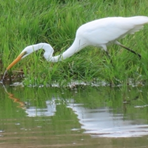 Ardea alba at Fyshwick, ACT - 4 Apr 2022 11:32 AM