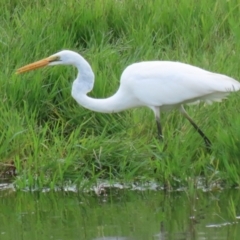 Ardea alba at Fyshwick, ACT - 4 Apr 2022 11:32 AM