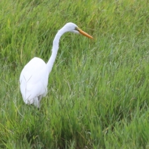 Ardea alba at Fyshwick, ACT - 4 Apr 2022 11:32 AM