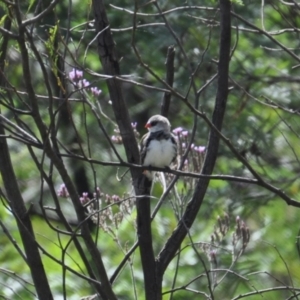 Stagonopleura guttata at Canyonleigh, NSW - suppressed