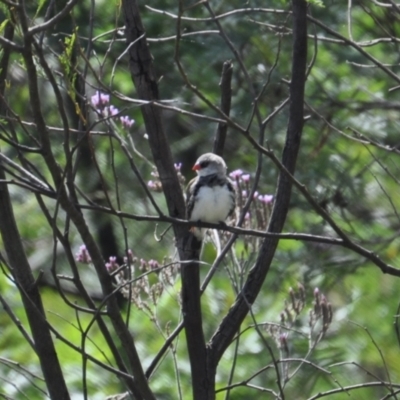 Stagonopleura guttata (Diamond Firetail) at Canyonleigh, NSW - 3 Apr 2022 by richardfeetham