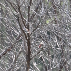 Stagonopleura guttata at Canyonleigh, NSW - suppressed