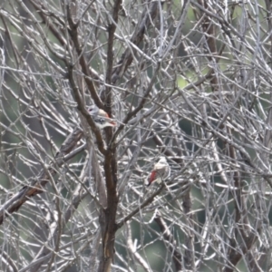 Stagonopleura guttata at Canyonleigh, NSW - 3 Apr 2022