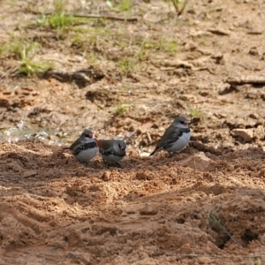 Stagonopleura guttata at Canyonleigh, NSW - suppressed