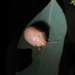 Paropsis atomaria (Eucalyptus leaf beetle) at Conder, ACT - 21 Dec 2021 by MichaelBedingfield