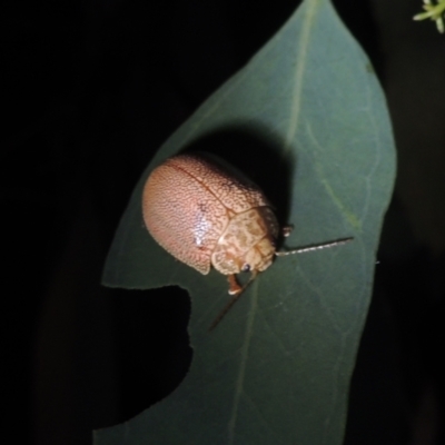 Paropsis atomaria (Eucalyptus leaf beetle) at Pollinator-friendly garden Conder - 21 Dec 2021 by michaelb